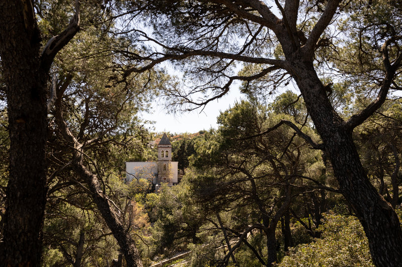 Chapel framed by pine trees
