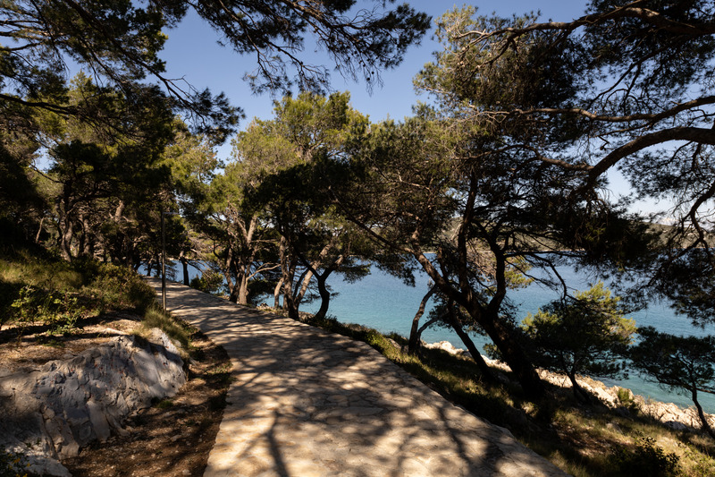Coastal walking path under the pines